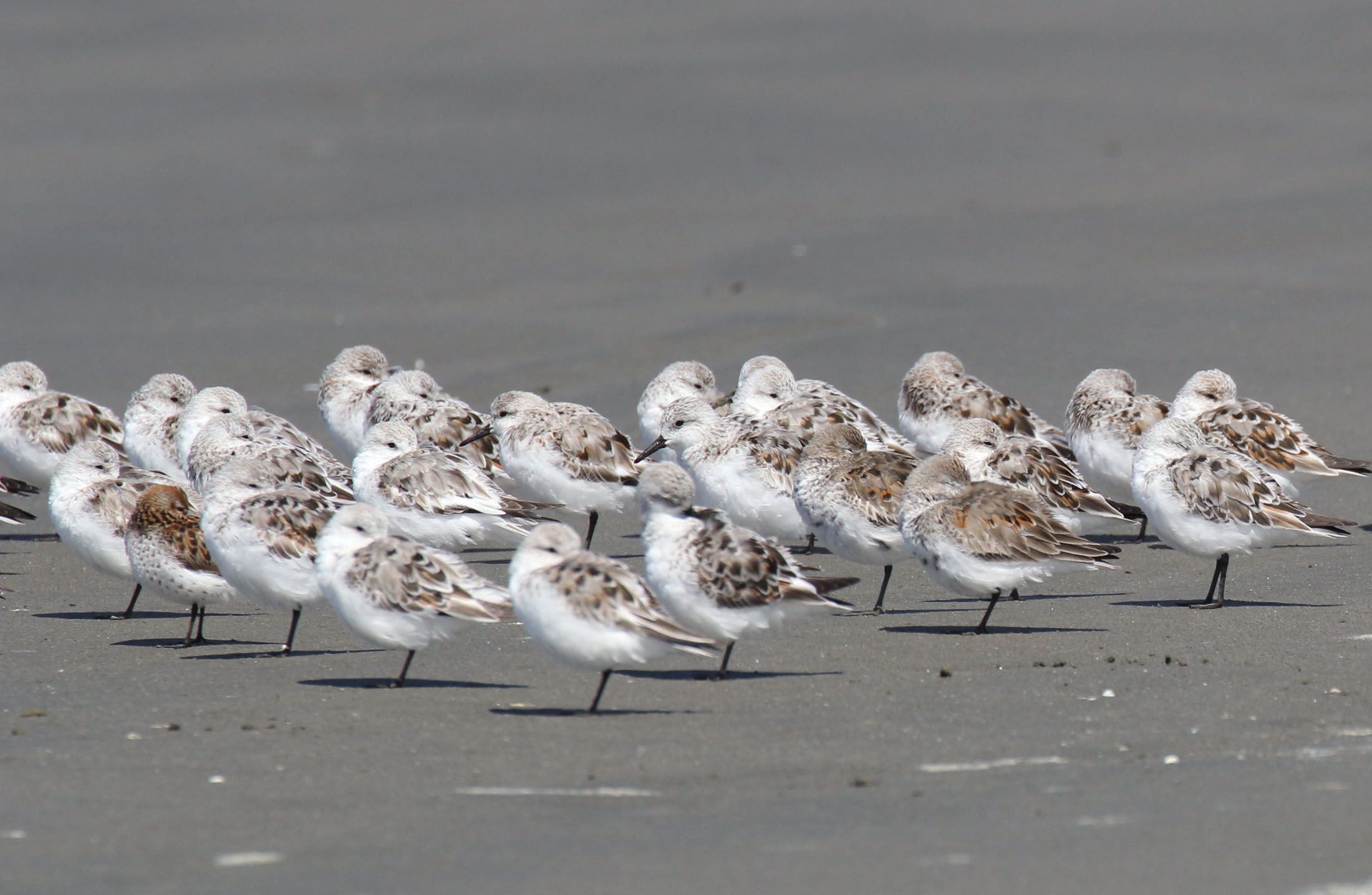 Sanderlings FWS.gov